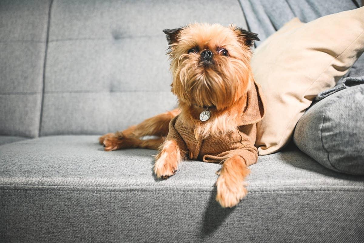  An Ewok-like dog breed laying on a couch that looks like its from Star Wars.