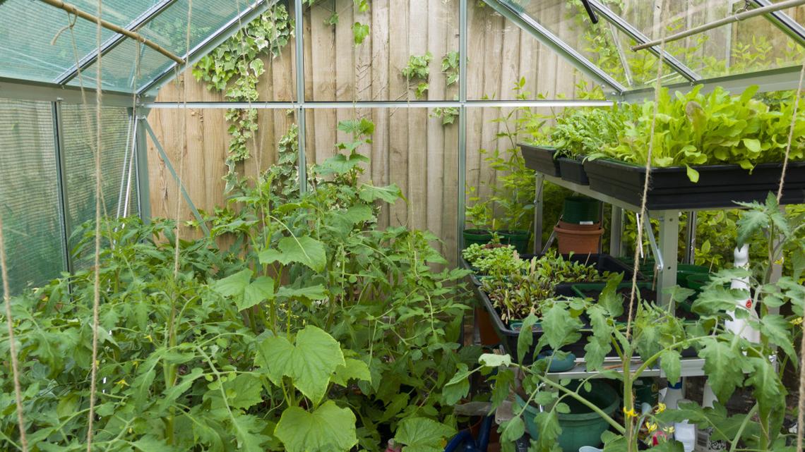 Don't Buy These Seed Packets Yet: The 6 Crops That Hate Early Starts 