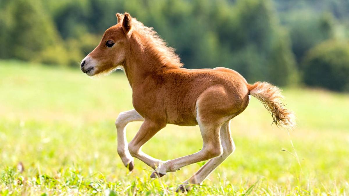 mini horse. 