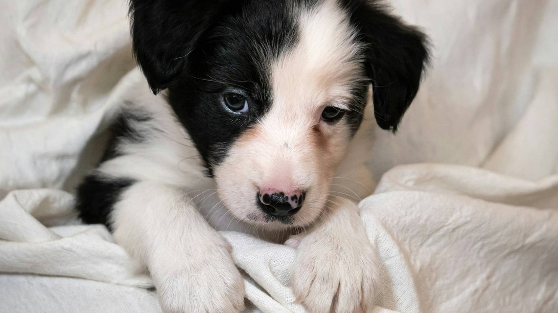 Foster Puppy Does 'Cutest Air Swim Ever' with His Legs While Being Kissed 
