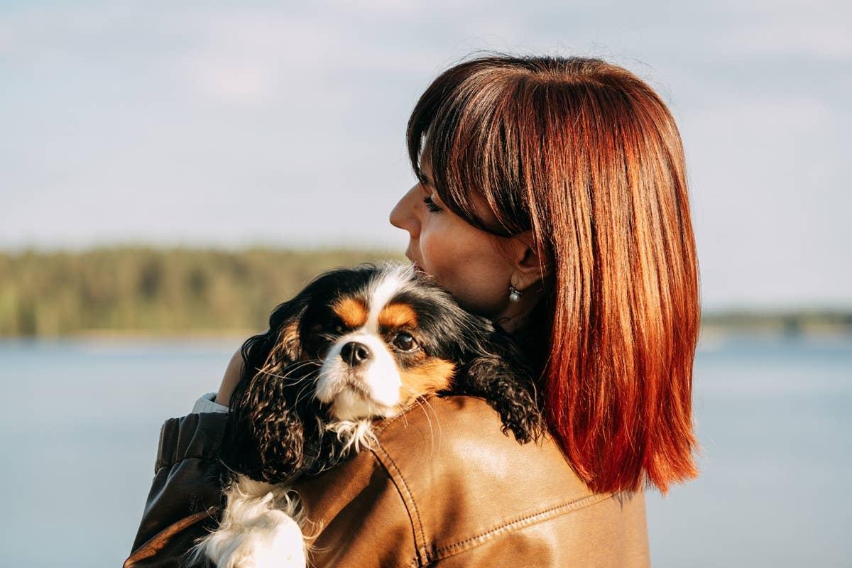  A loyal Cavalier King Charles Spaniel being held by its owner.