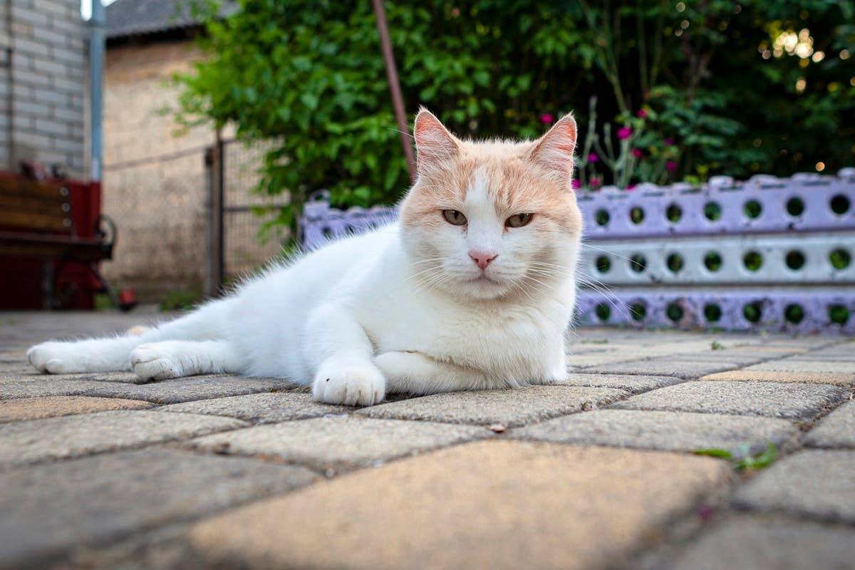  The Turkish Van is an Independent cat that prefers affection on its own terms.
