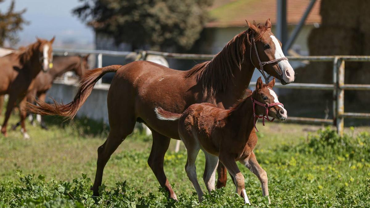 Baby horse running next to its mother. 