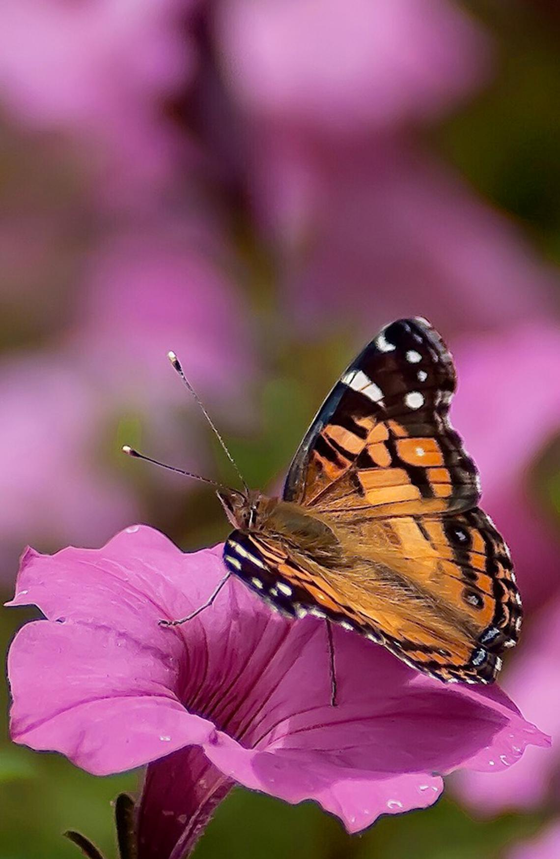 Handout/Norman Winter/TNS