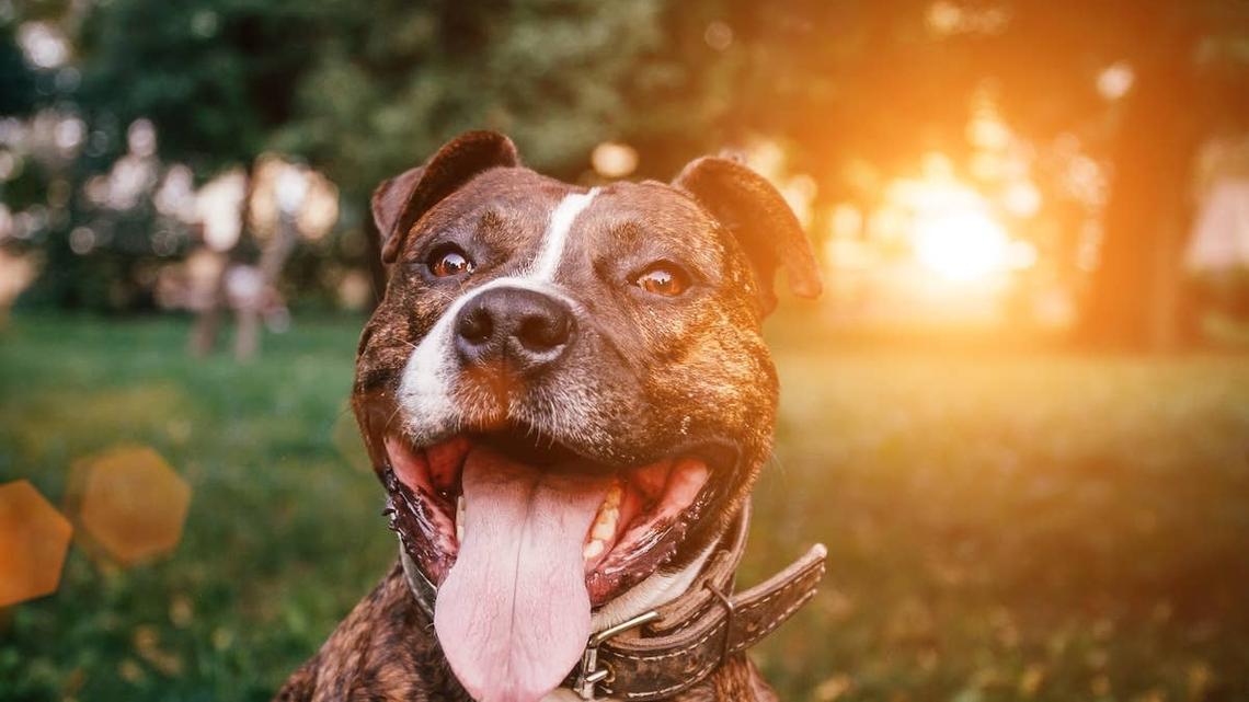 How One Man's Genius Backpack Idea Gave Lily the Pit Bull a New Life 