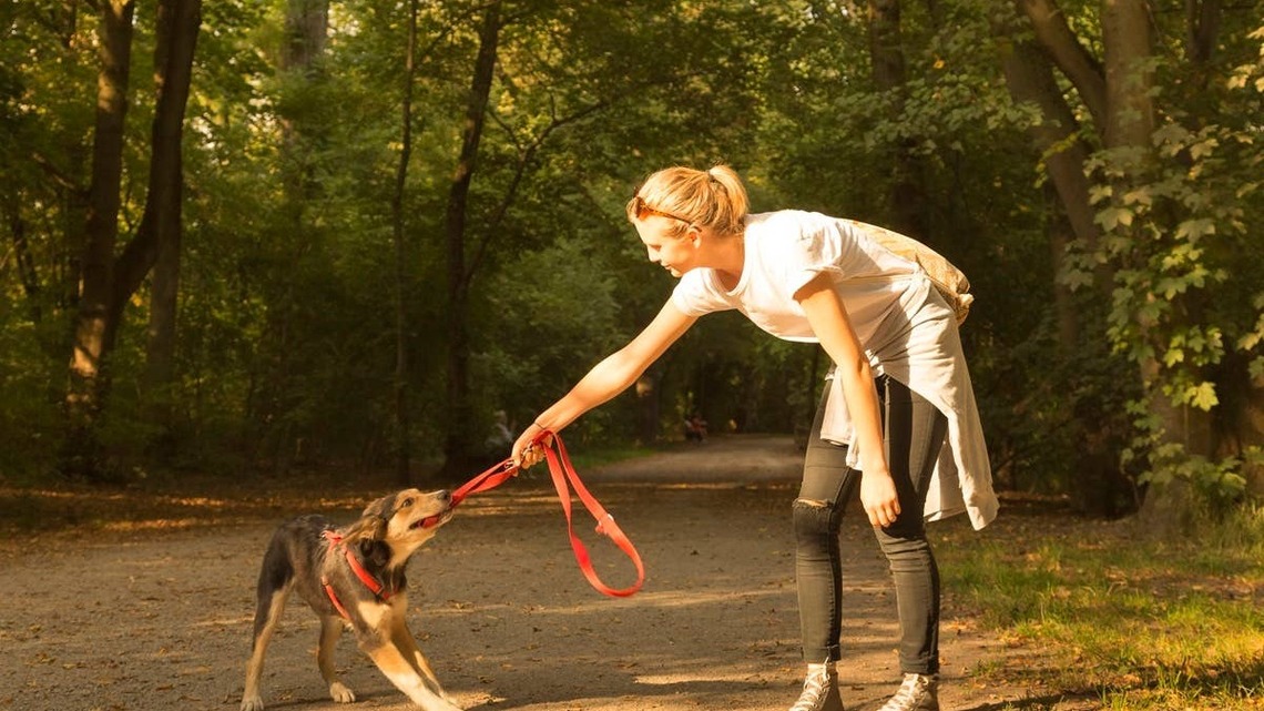 What Not to Do When Your Dog Pulls the Leash, Say Trainers 
