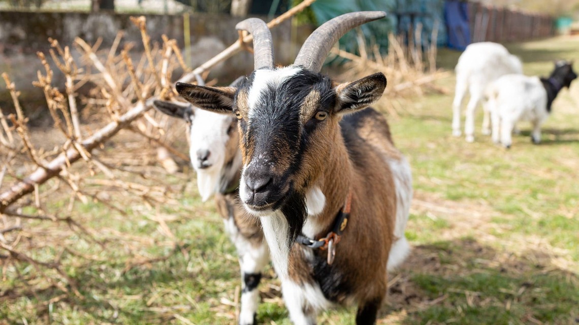 Goat Forced To Wear 'Noodles of Shame' After Repeatedly Bucking at Humans Is Too Darn Cute 