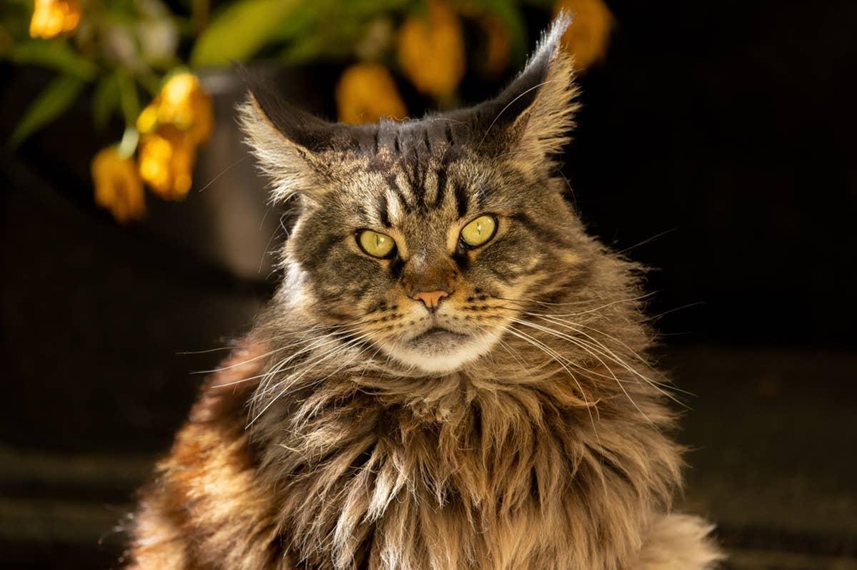  Maine Coons are affectionate, outgoing cats that bond closely with people.