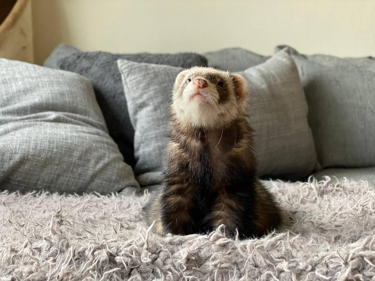  A pet ferret on a bed.
