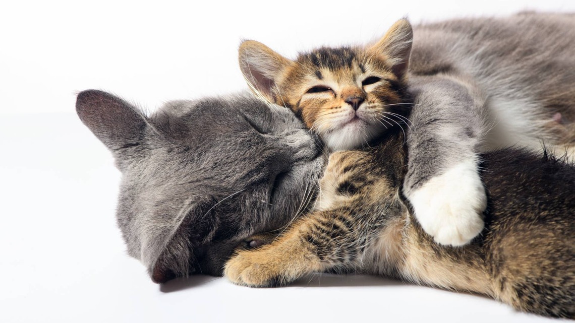Rescue Cat Nurses Kittens Alongside Foster Mom in Sweet 'Co-Parenting' Moment 