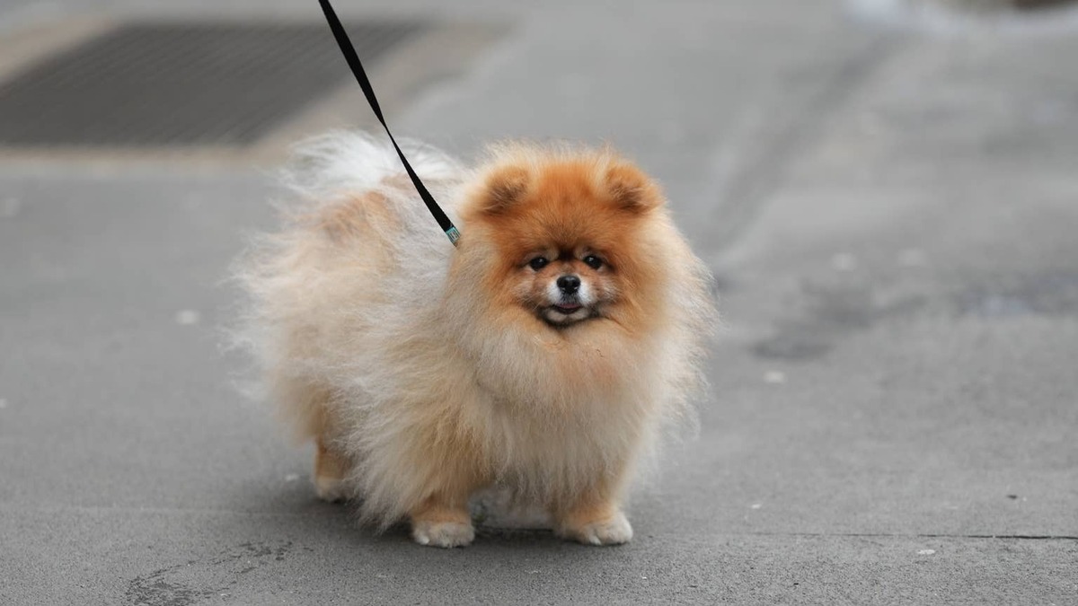 Pomeranian. 