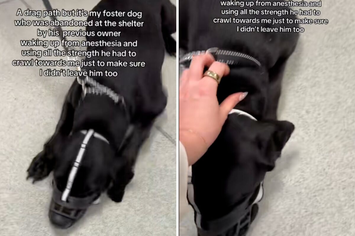  Screenshots from a June 10 TikTok video of a rescue dog crawling toward his foster owner while waking up from anesthesia. 
