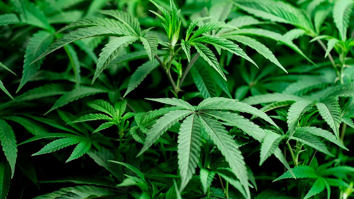Young cannabis plants thrive under grow lights at a marijuana farm in Missouri.