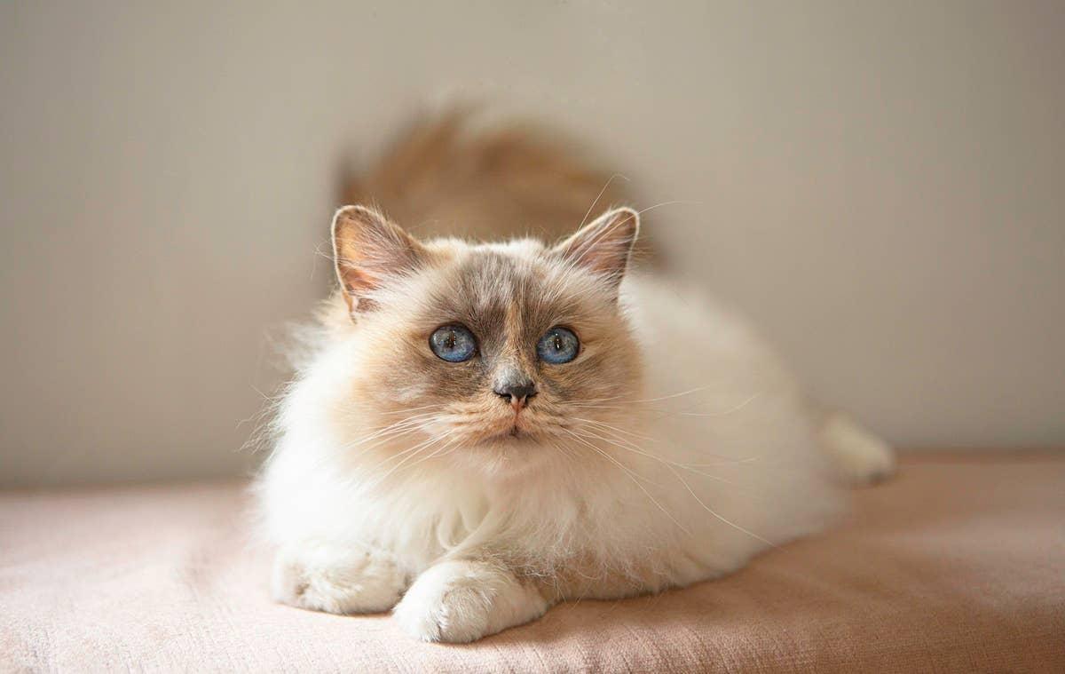  A Birman known for its vivid blue eyes and graceful look.