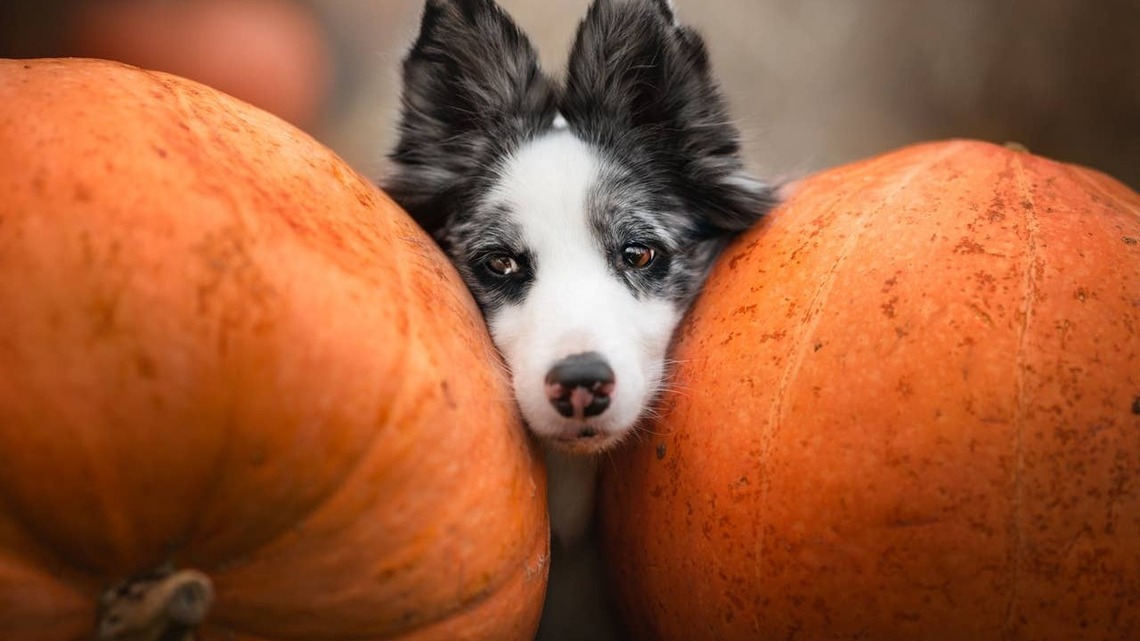 6 Dog Breeds Experts Say Are 'Pumpkin Spice and Everything Nice'