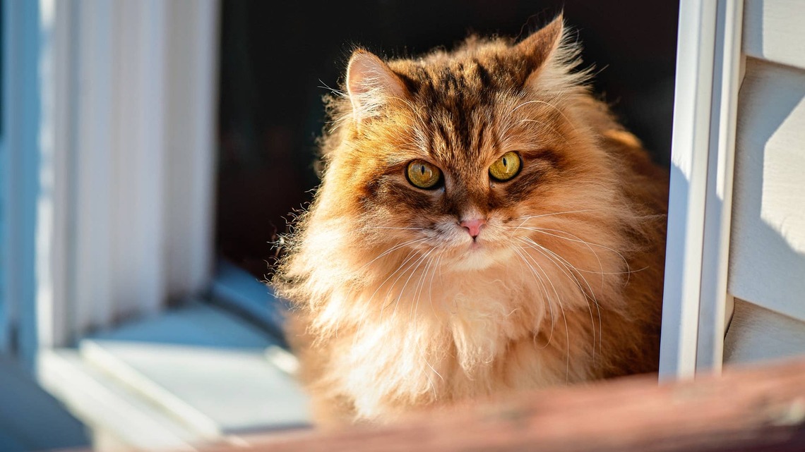Underneath View of Siberian Cat's Impressive 'Loaf' Makes Him Look Like He's Wearing Uggs 