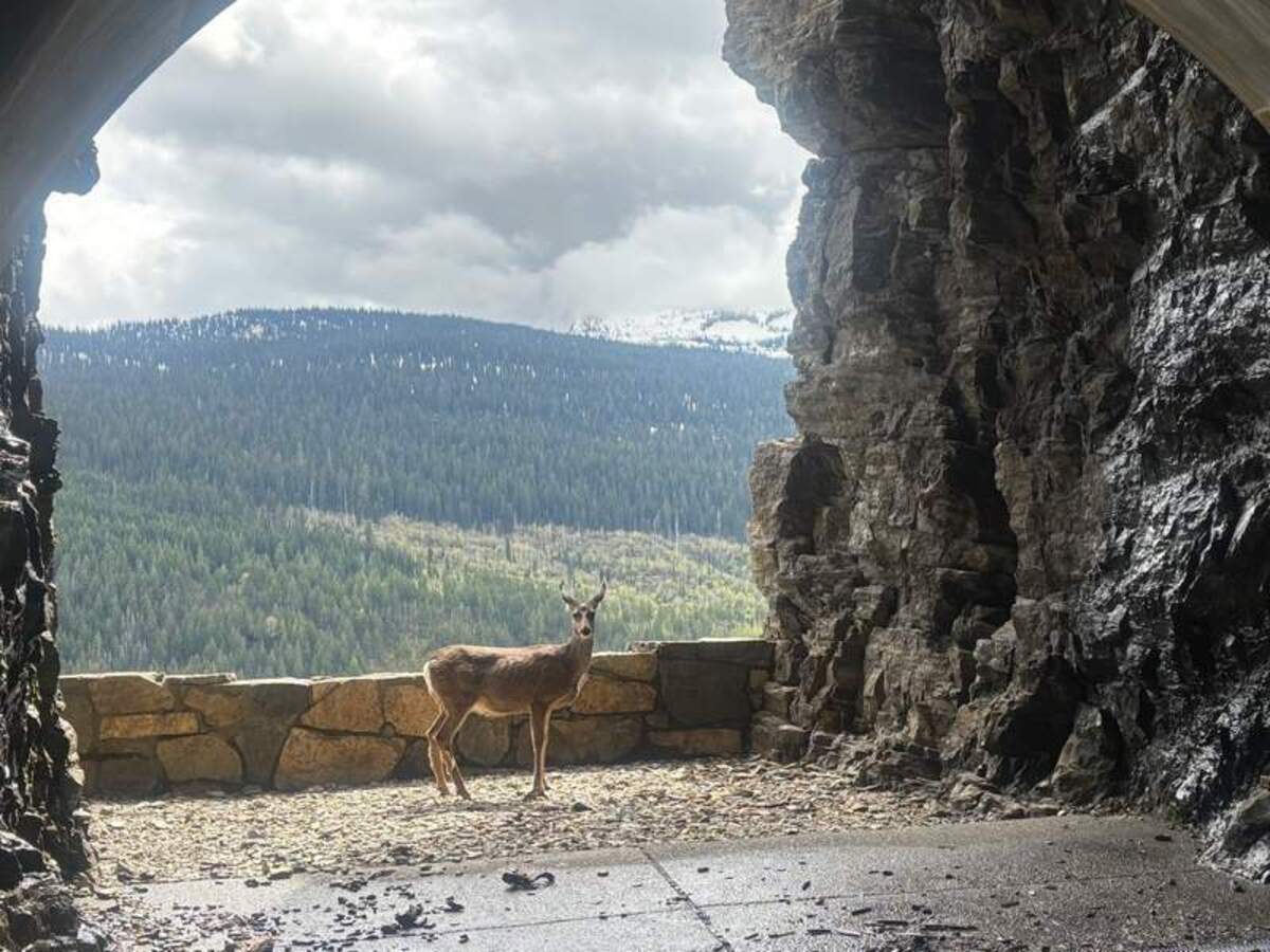  Part of our Glacier National Park adventure – a deer posing for her picture. Photo credit: Judy Antell 