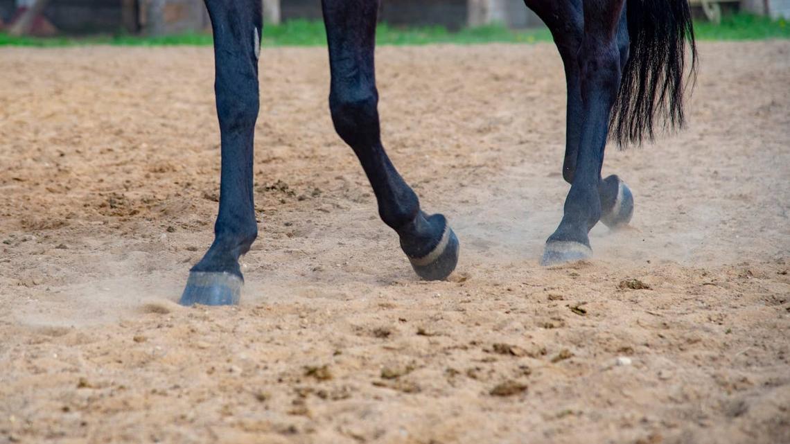 A statue of Secretariat. 