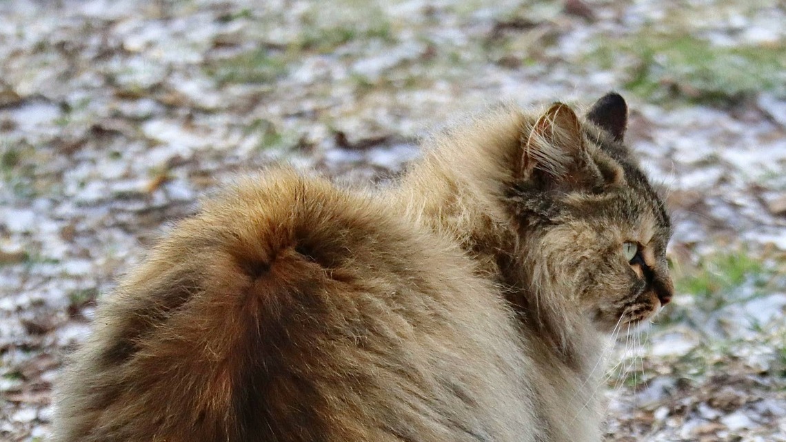 Brooklyn Cat Named ‘Daddy-O' Is a Local Neighborhood Legend, and He Looks ‘Like He Has a Glass Eye' 