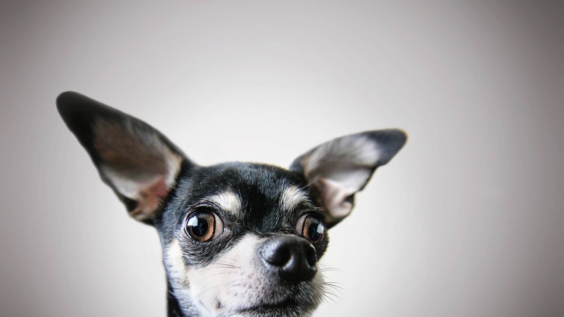 Tiny Chihuahua in His Fancy Newsboy Cap Is Such a Distinguished Gentleman 