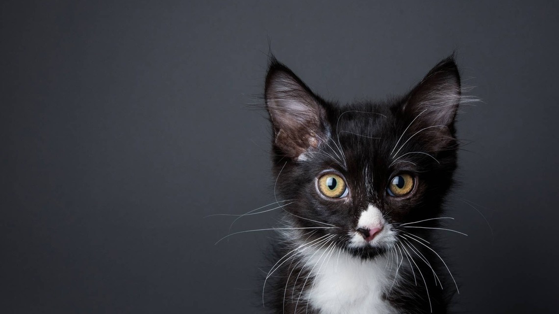 Tiny Newborn Kitten Stranded in the Road Gets an Unlikely Second Chance at Life 