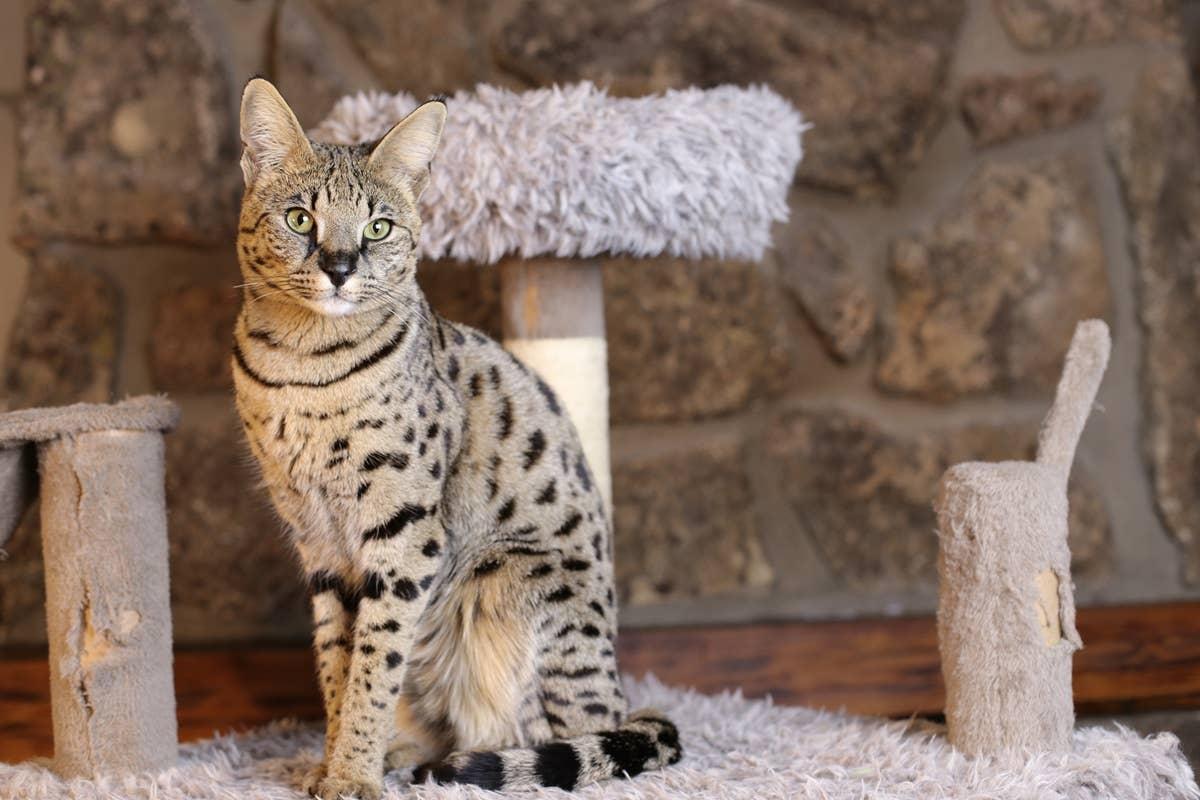  A high-energy cat breed with wild instincts.