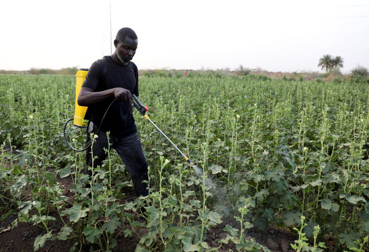 A farmer sprays pesticides at his farm in South Omdurman, Sudan May, 21, 2026. REUTERS/El Tayeb Siddig