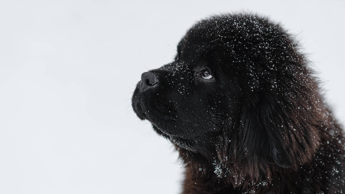 Adorable Newfie Puppy Looks Like the Most Perfect Cuddly Black Bear