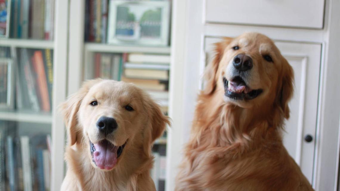 These Golden Retrievers Are Typical Younger and Older Sibling Vibes, and It's Too Funny 
