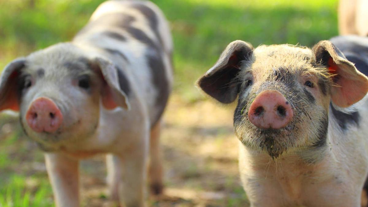 piglets. 