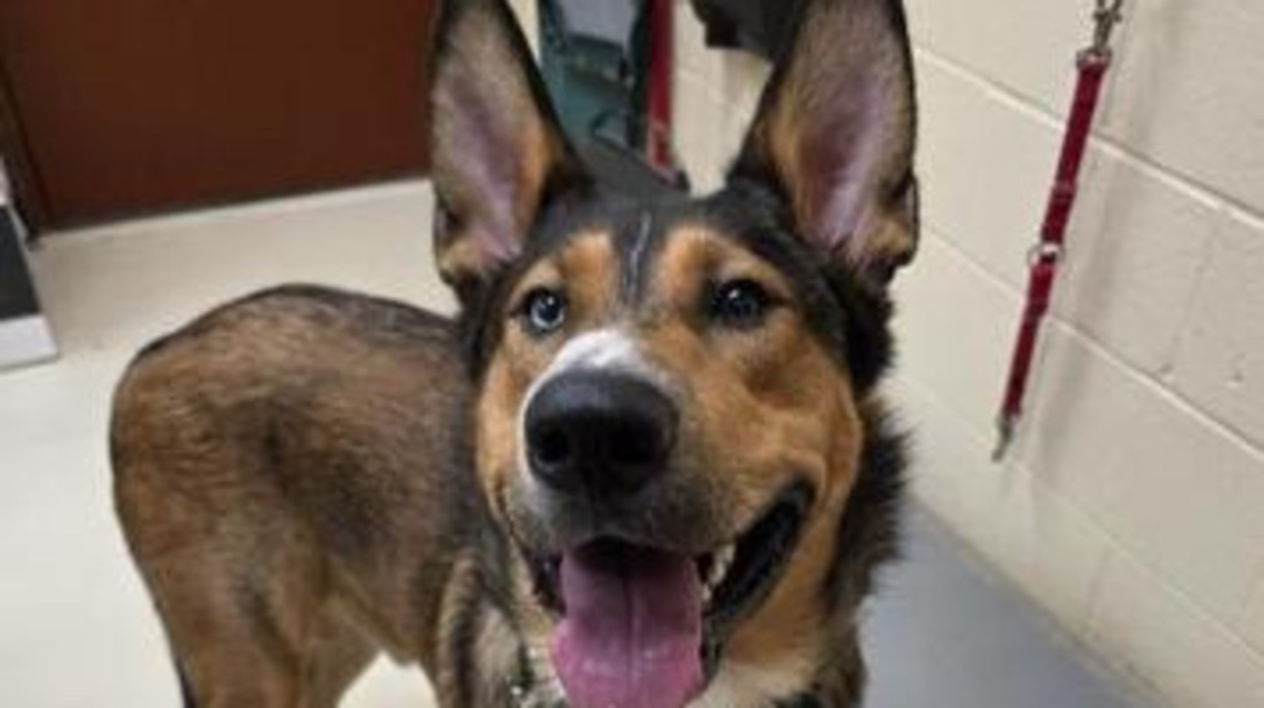 Pet of the Week: Rylo focusing on bright future