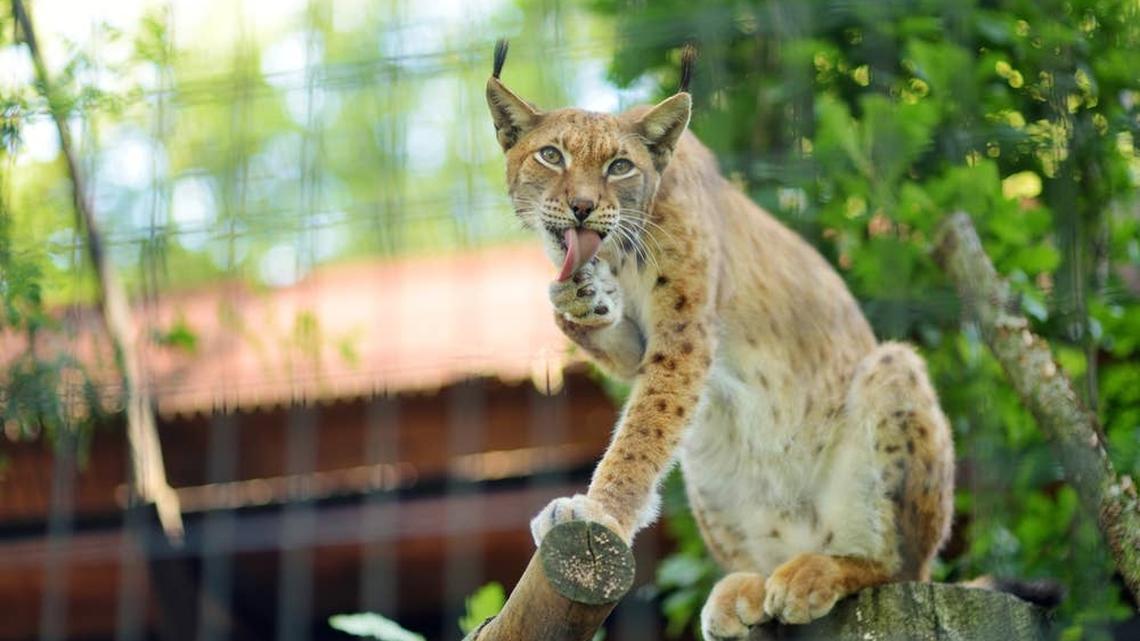 Toddler Comes Face-to-Face With a Lynx and the Moment Is Priceless 