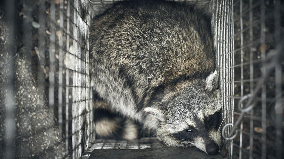 CDC pauses testing for rabies and mpox