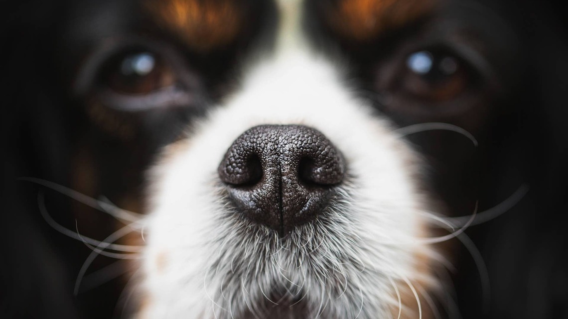 Cavalier-Chihuahua-Poodle Mix Can't Figure Out the Magic Behind Memory Foam 