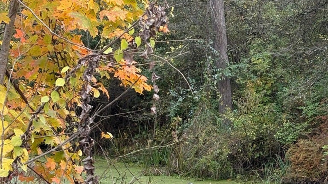 See why Cuyahoga Valley National Park was named a top fall spot in US