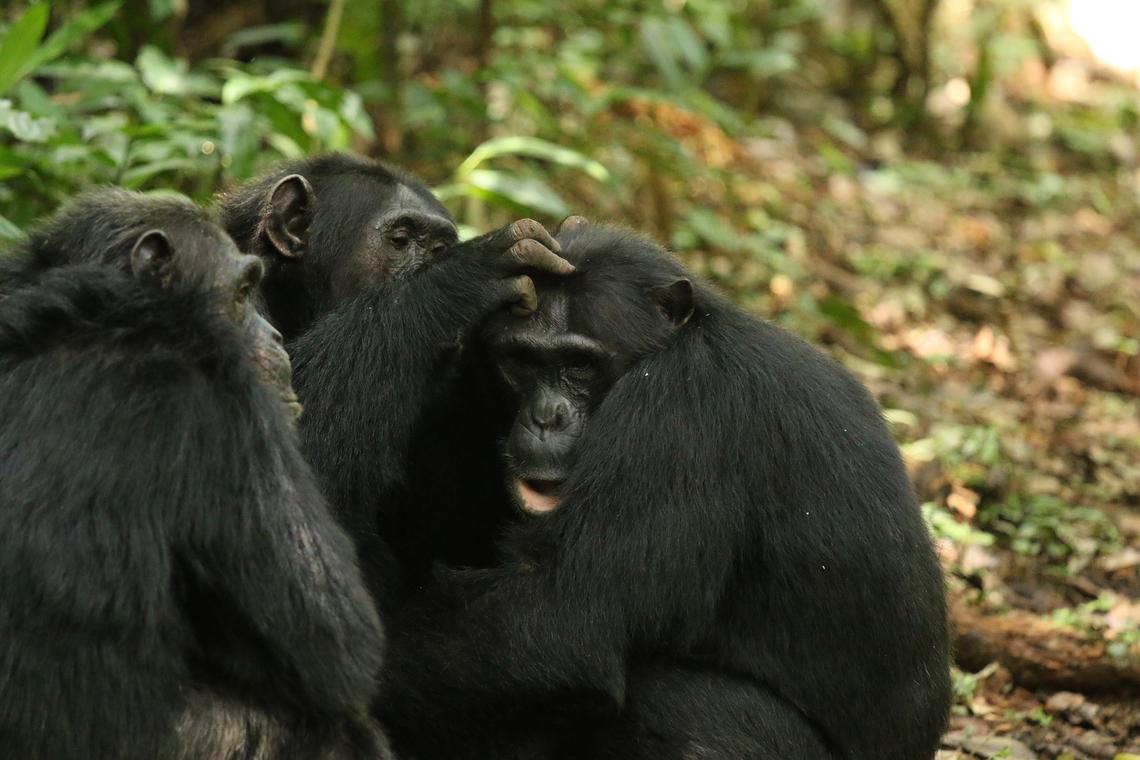 In an undated image provided by Aaron Sandel, Chimpanzees. A long-running conflict in a Ugandan park may provide clues to the origins of human warfare, and how to avoid it. (Aaron Sandel via The New York Times) -- NO SALES; FOR EDITORIAL USE ONLY WITH NYT STORY CHIMPS WARFARE BY CARL ZIMMER FOR APRIL 9, 2026. ALL OTHER USE PROHIBITED. --