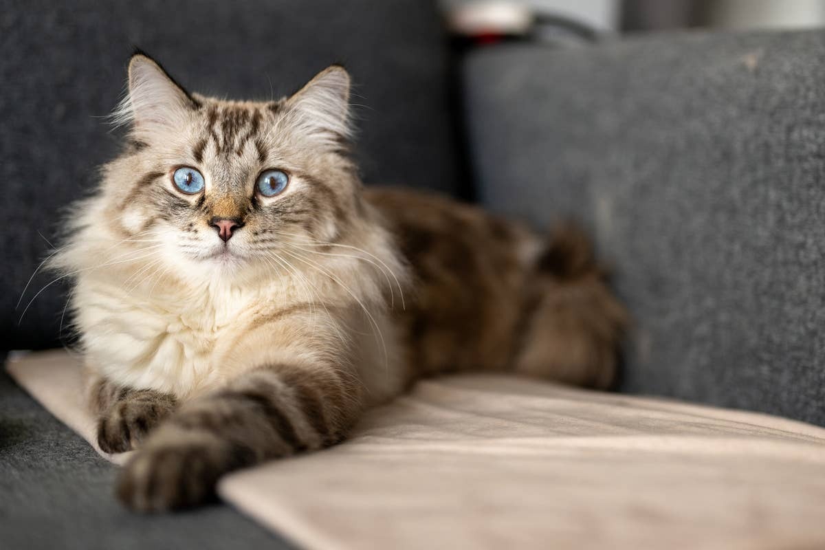  A sweet Siberian cat relaxing.