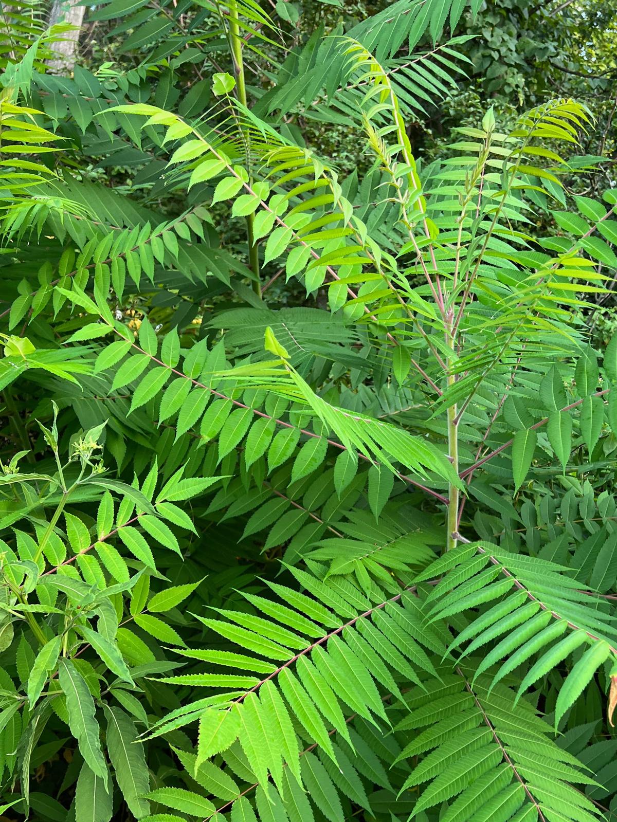  Tree of Heaven Tree. Ailanthus altissima.