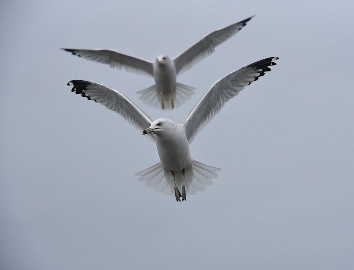  (Photo by Veronika Andrews via Pexels) 