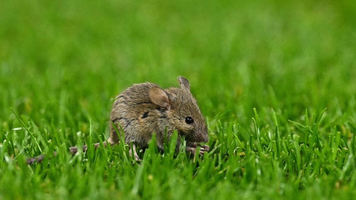 A mouse takes a walk on the pitch during the UEFA Europa League, League Phase match between Manchester United and Bodoe/Glimt at Old Trafford in Manchester, England, on Nov. 28, 2024. In 2026, using advanced imaging, neuroscientist Patrick Drew's team observed mice brains before and after the animals began walking. They realized that the brain actually moved just milliseconds before a mouse took a step. (Oli Scarff/AFP/Getty Images/TNS)