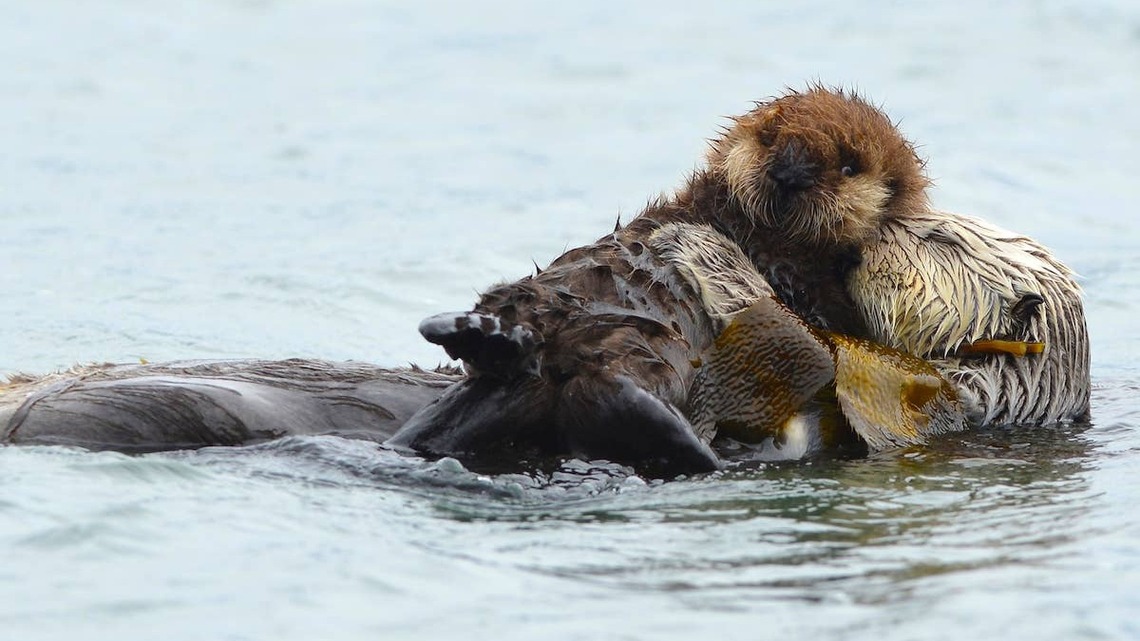Surprised Woman Realizes a Sea Otter Is Giving Birth Right Before Her Eyes 