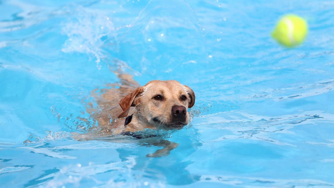 Labrador Retriever Thinks Baby in Pool Float Needs Rescuing and Immediately Jumps in To Do It 