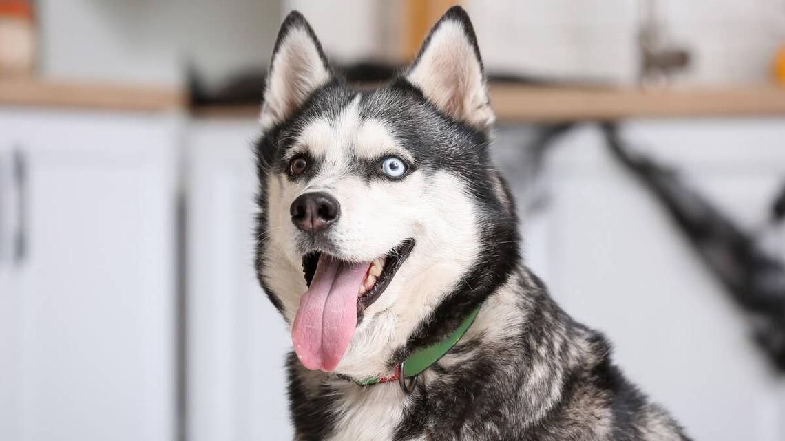 A close-up of a happy-looking Husky. 