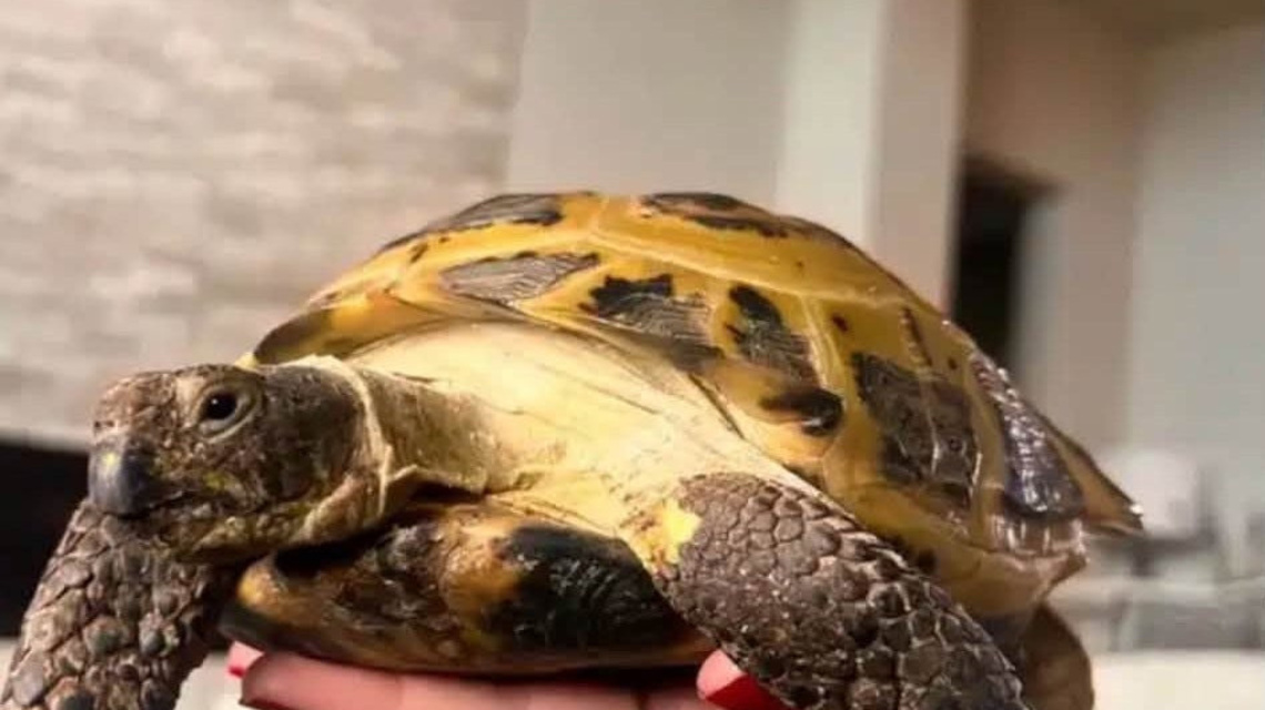 Timnath family offers $500 for safe return of missing pet tortoise 