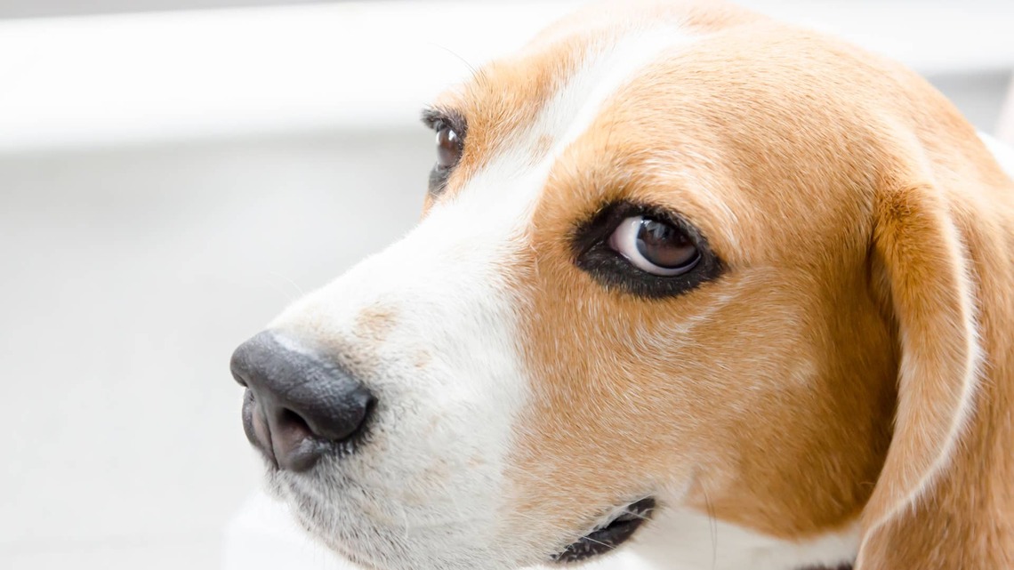 Dad Burps His Newborn, and the Family Beagle Immediately Objects 