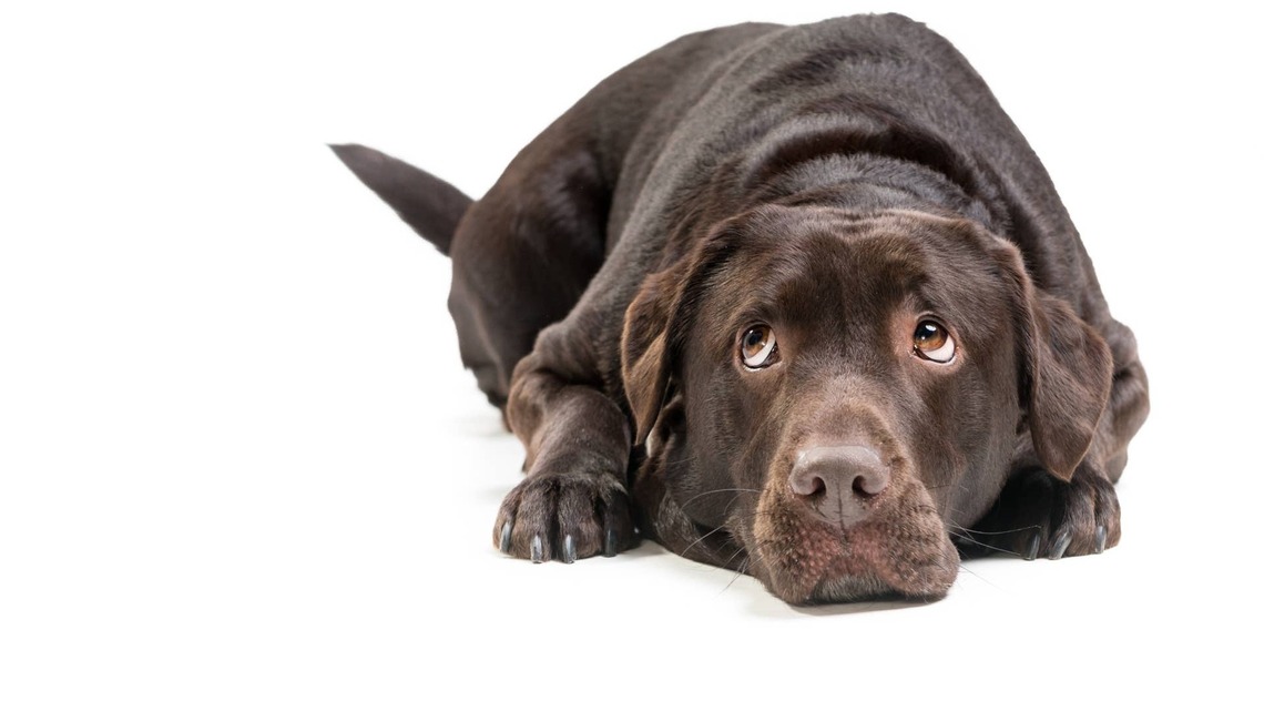 Dog Tries to Deny Drinking Mom's Coffee, but the Evidence Is All Over His Face 