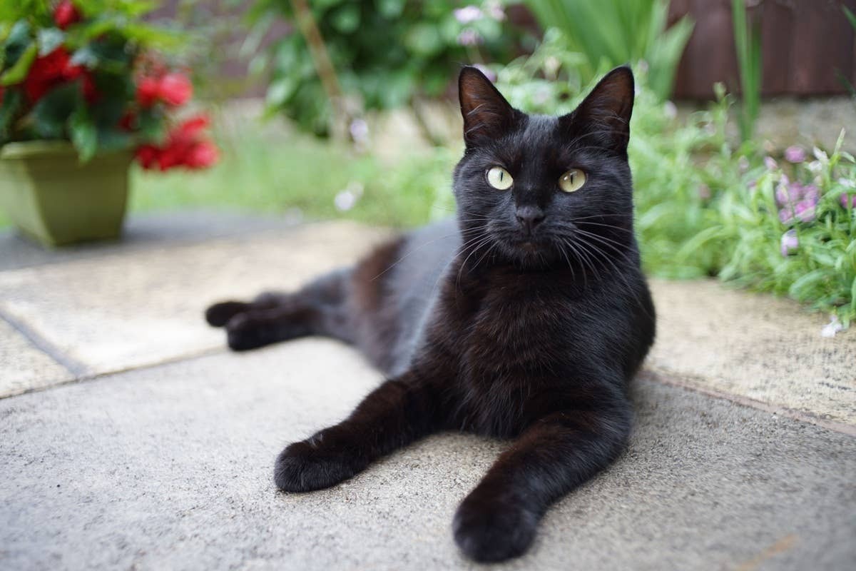  A friendly Bombay cat with a social personality is a great companion for seniors.