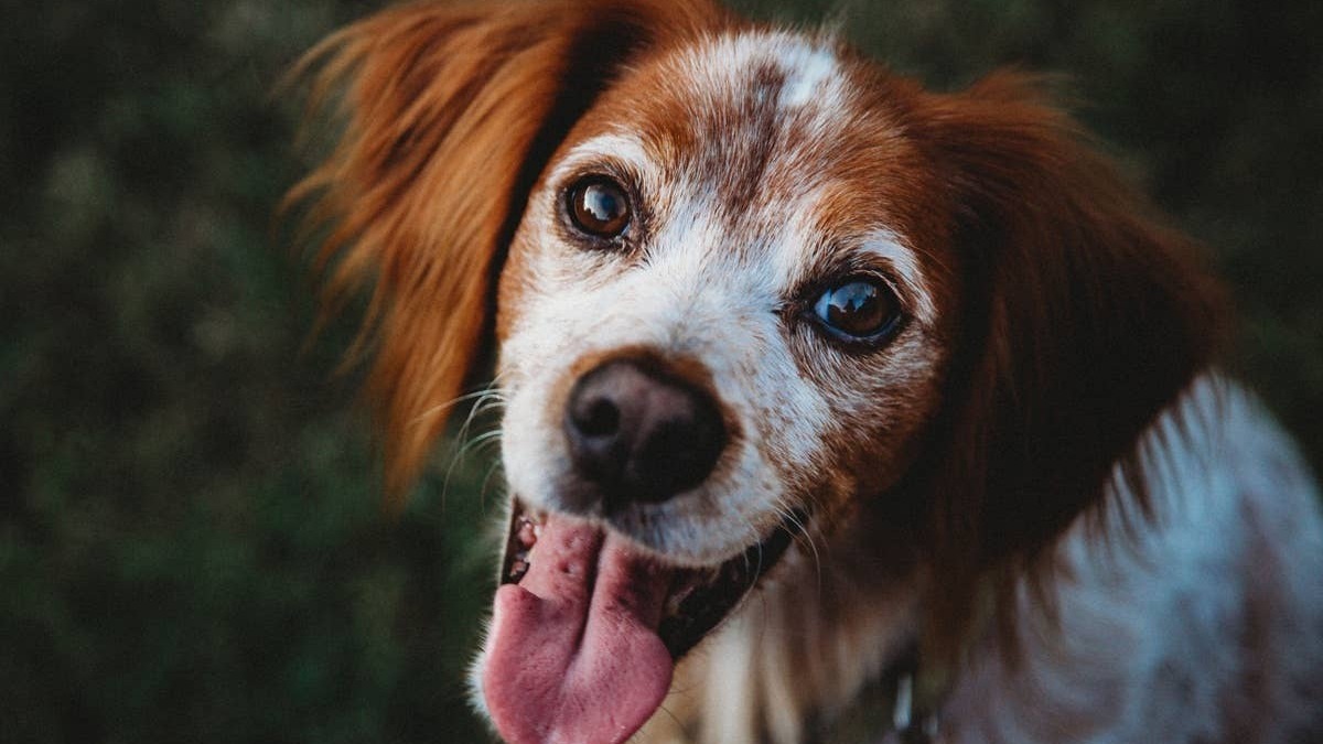 A dog having a funny and adorable reaction to hearing a certain word. 