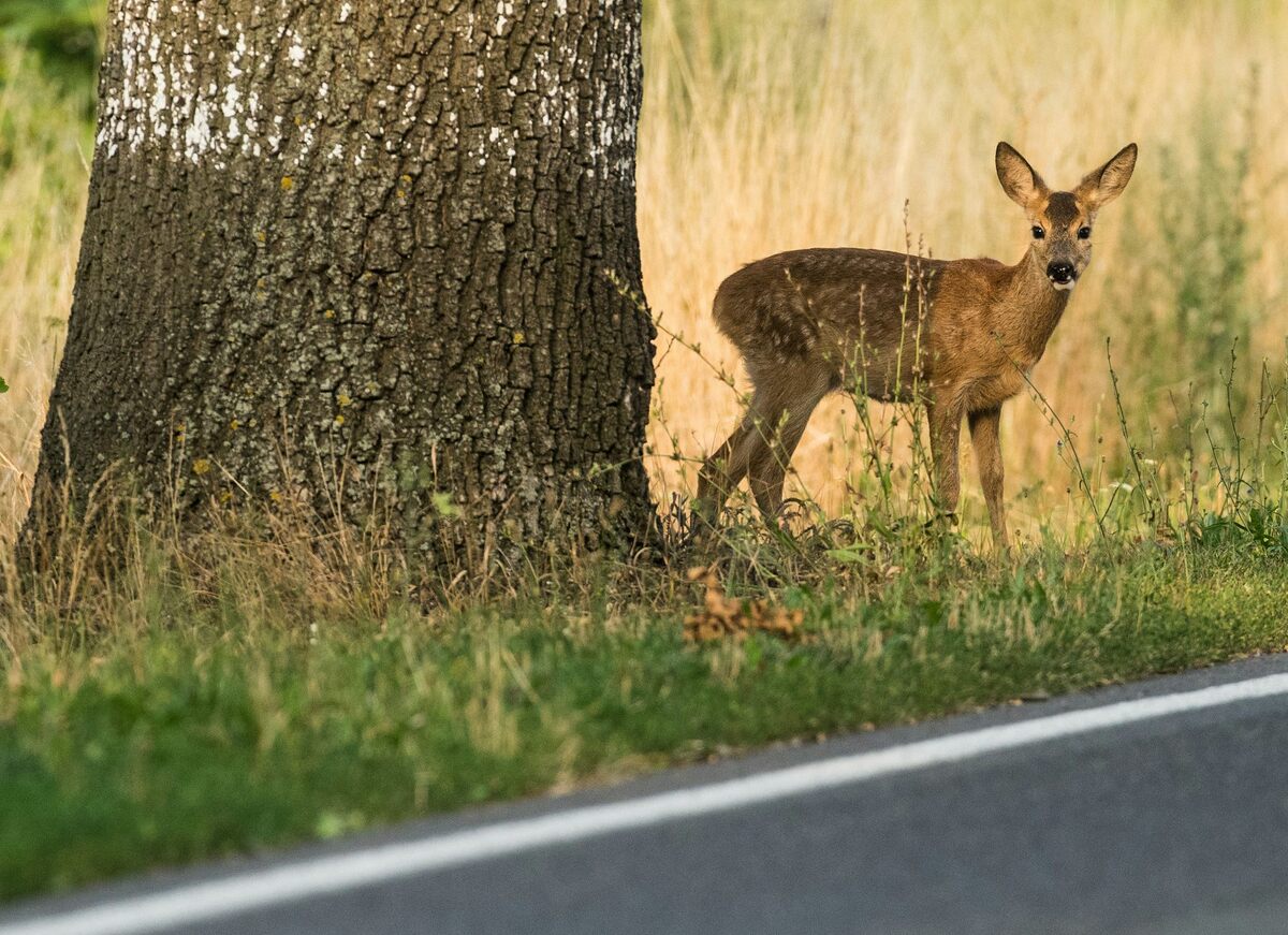 The likelihood of hitting a deer is highest during dawn and dusk, when the animals are most active.