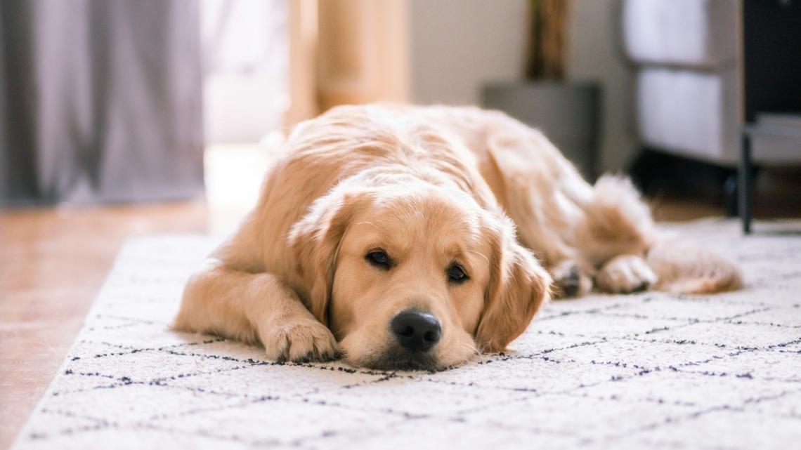 Golden Retriever Makes Biscuits Like a Cat and It's a Total Must-See 